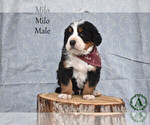 Puppy Milo Bernese Mountain Dog