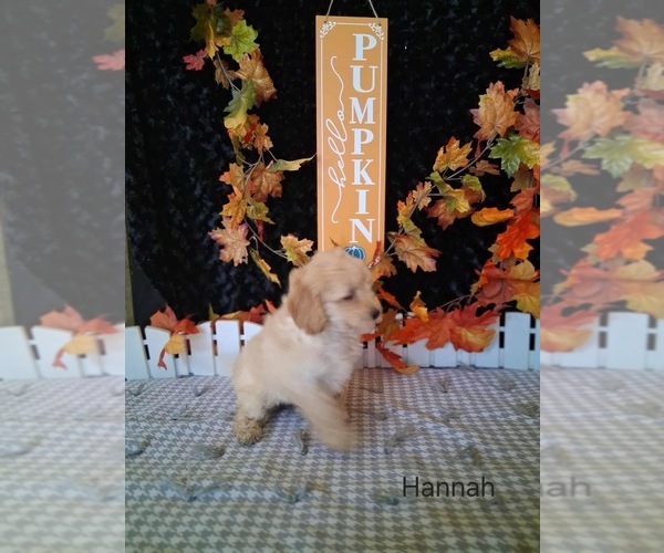 Medium Photo #3 Goldendoodle (Miniature) Puppy For Sale in MOUNT PLEASANT, MI, USA