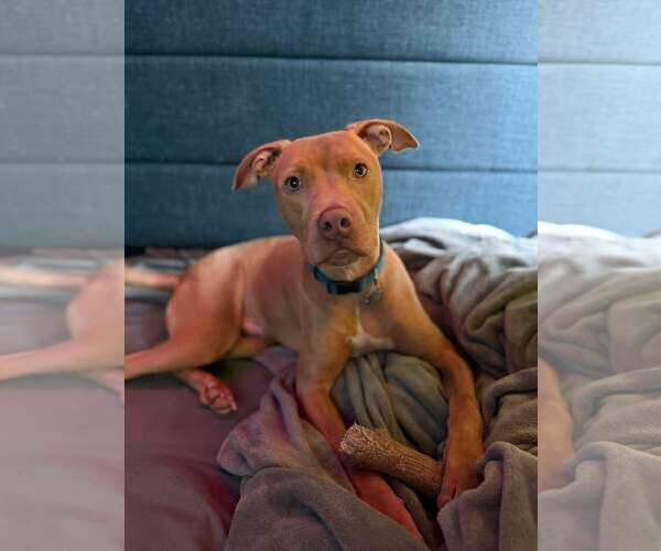 Medium Photo #4 Mutt Puppy For Sale in Binghamton, NY, USA