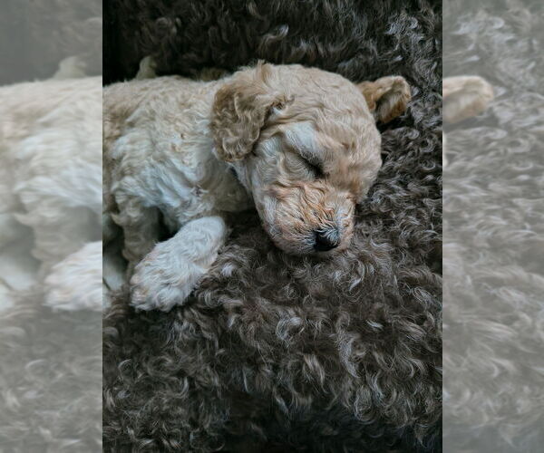 Medium Photo #26 Poodle (Standard) Puppy For Sale in WINCHESTER, TN, USA