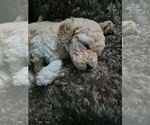 Small Photo #26 Poodle (Standard) Puppy For Sale in WINCHESTER, TN, USA