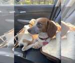 Small Beagle Mix