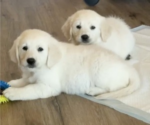 English Cream Golden Retriever Puppy for Sale in PLYMOUTH, California USA