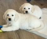 Image preview for Ad Listing. Nickname: Litter of 2