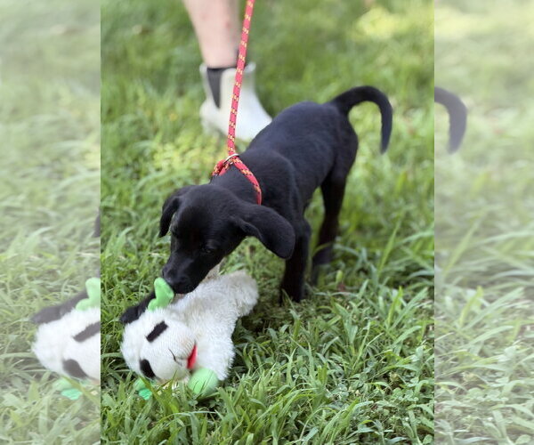 Medium Photo #3 Mutt Puppy For Sale in Yardley, PA, USA