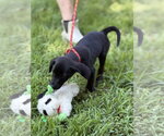 Small #2 Mutt