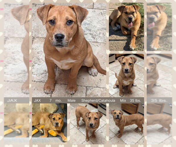 Medium Photo #4 Catahoula Leopard Dog-Unknown Mix Puppy For Sale in Mesa, AZ, USA