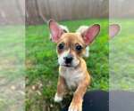 Small #2 Chihuahua Mix