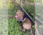 Small #11 American Pit Bull Terrier Mix