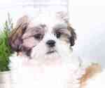 Small Photo #2 Shih Tzu Puppy For Sale in RED LION, PA, USA