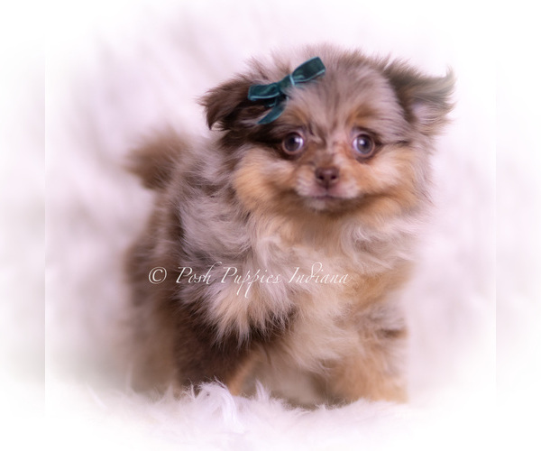 Medium Photo #72 Pomeranian Puppy For Sale in WARSAW, IN, USA