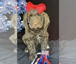 Puppy Tulip Australian Labradoodle
