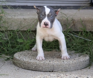 American Bully Puppy for sale in CHAMPAIGN, IL, USA