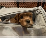 Small Photo #4 Cavapoo Puppy For Sale in CEDAR PARK, TX, USA