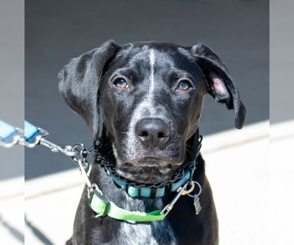 Medium Photo #5 Pointer-Unknown Mix Puppy For Sale in Mundelein, IL, USA
