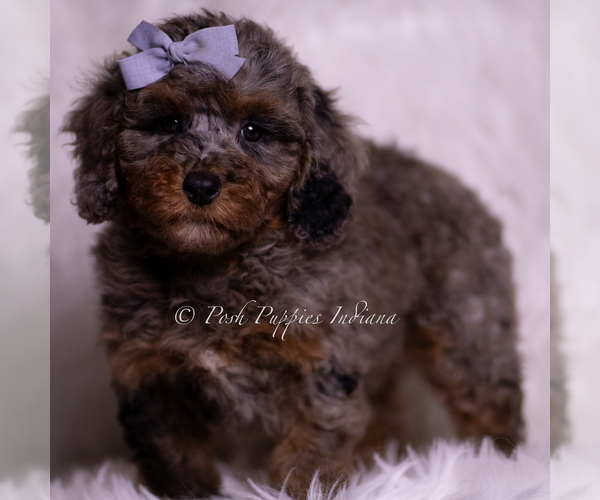 Medium Photo #7 Poodle (Miniature) Puppy For Sale in WARSAW, IN, USA