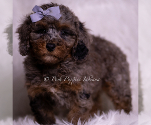 Medium Poodle (Miniature)