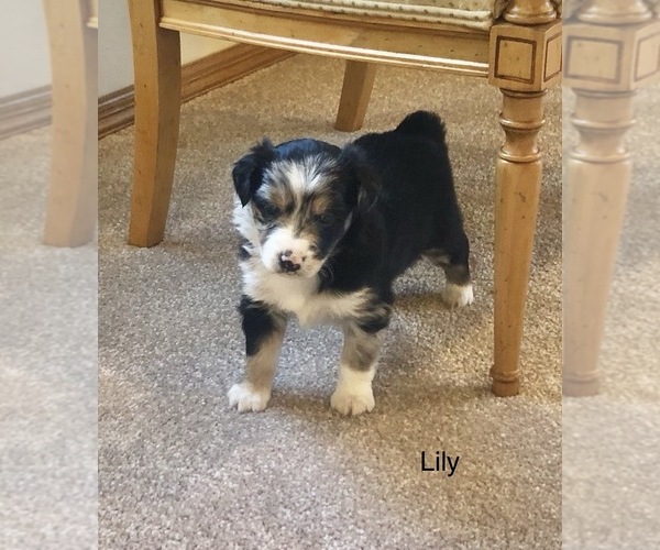 Medium Photo #6 Australian Shepherd Puppy For Sale in BERESFORD, SD, USA