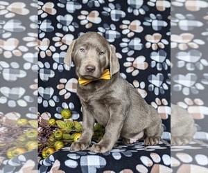 Labrador Retriever Puppy for sale in NOTTINGHAM, PA, USA