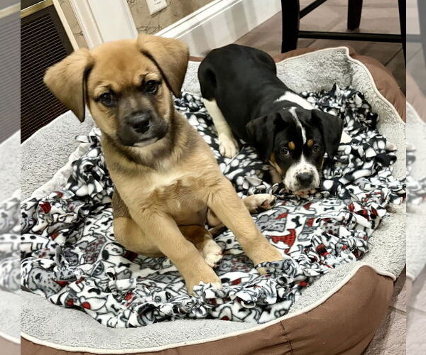 Medium Photo #4 Mutt Puppy For Sale in Springdale, PA, USA