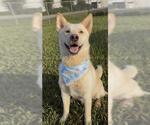 Small #2 Siberian Husky