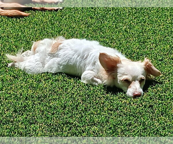 Medium Photo #2 Chion Puppy For Sale in San Francisco, CA, USA