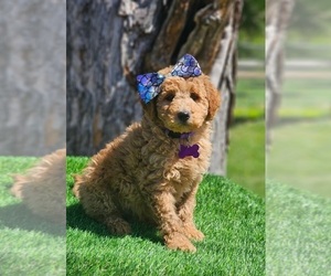 Goldendoodle Puppy for sale in INDIANAPOLIS, IN, USA