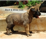 Puppy Black and White Belgian Malinois