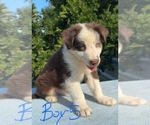 Litter of 7 - Male(s) and Female(s) Australian ShepherdLitter of Puppies for Sale - Photo #9