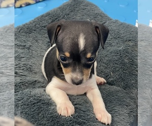 Rat Terrier Puppy for sale in WHITAKERS, NC, USA