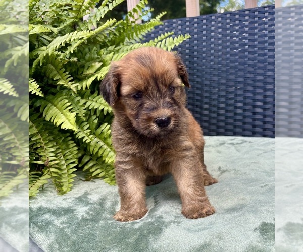 Medium Photo #4 Whoodle Puppy For Sale in DOSS, MO, USA