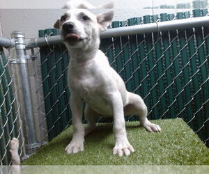 Medium American Pit Bull Terrier-Siberian Husky Mix