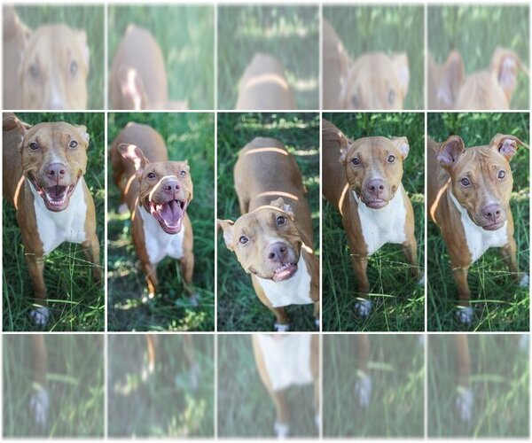 Medium Photo #4 American Pit Bull Terrier Puppy For Sale in Jackson, MS, USA