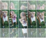 Small Photo #4 American Pit Bull Terrier Puppy For Sale in Jackson, MS, USA