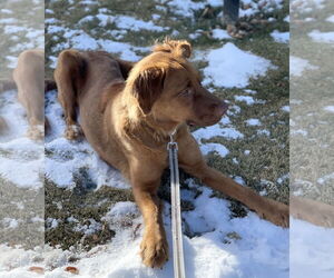 June Carter - Female Golden Shepherd Dog for Adoption - Photo #13