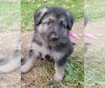 Puppy Pink German Shepherd Dog