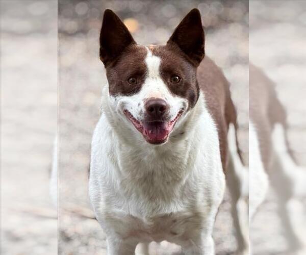 Medium Photo #4 Border Collie Puppy For Sale in Woodland, CA, USA