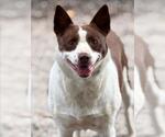 Small Photo #4 Border Collie Puppy For Sale in Woodland, CA, USA