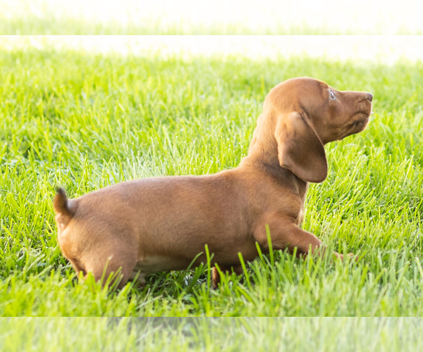 Medium Photo #9 Dachshund Puppy For Sale in MILLERSBURG, IN, USA