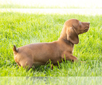 Small #8 Dachshund