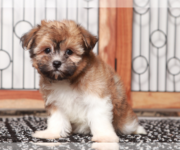 Medium Photo #1 Cairnese Puppy For Sale in NAPLES, FL, USA