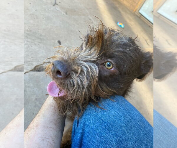 Medium Photo #3 Poodle (Standard)-Unknown Mix Puppy For Sale in Grafton, WI, USA