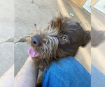 Small #2 Poodle (Standard) Mix