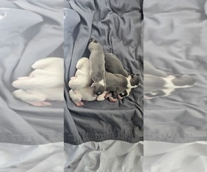 Italian Greyhound Puppy for sale in LA PUENTE, CA, USA