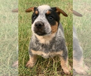 Texas Heeler Puppy for sale in GALION, OH, USA