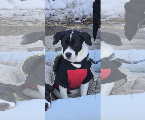 Medium Photo #7 Dalmatian-Unknown Mix Puppy For Sale in NYC, NY, USA