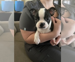 Boston Terrier Puppy for sale in BROOKVILLE HEIGHTS, IN, USA