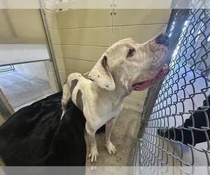 American Bulldog Dogs for adoption in Ocala, FL, USA