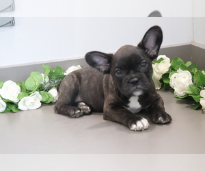 French Bulldog-Frengle Mix Puppy for sale in SHILOH, OH, USA