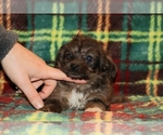 Small #3 Yorkiepoo mix (+ Poodle Toy)